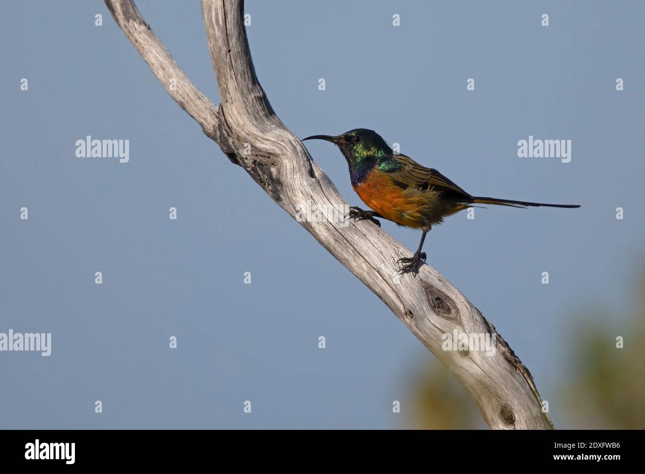 Orange-breasted Sunbird, Rooi Els, South Africa, December 2018 Stock Photo