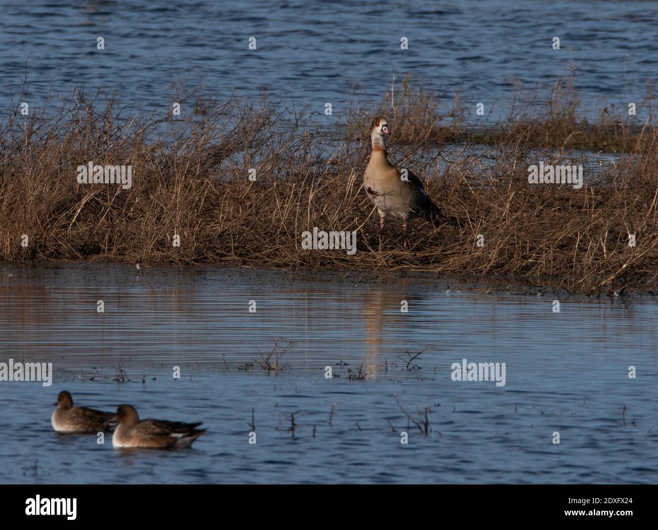 A single Egyptian goose with two ducks Stock Photo