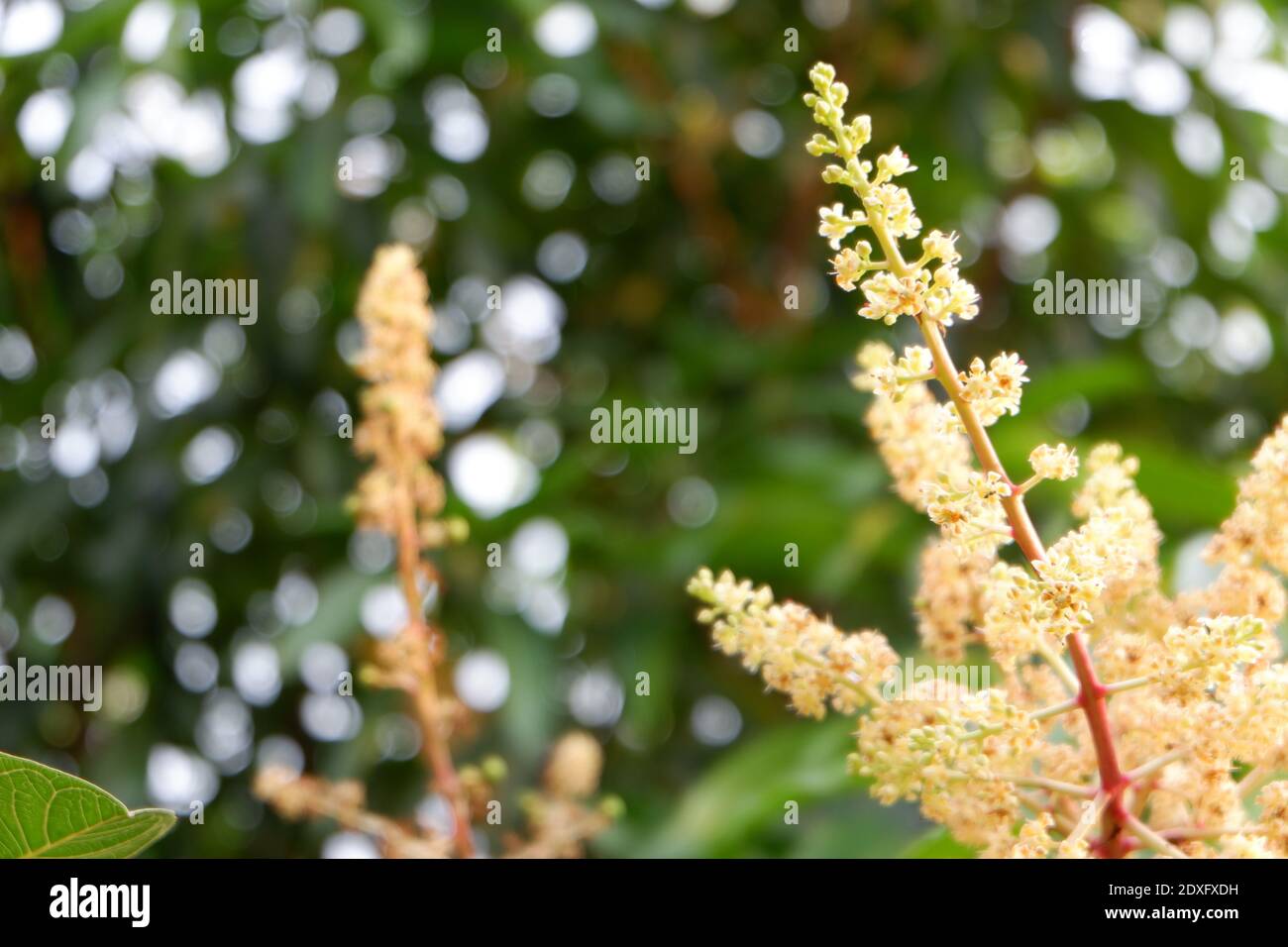 Close-up Of Flowering Plant Against Blurred Background Stock Photo