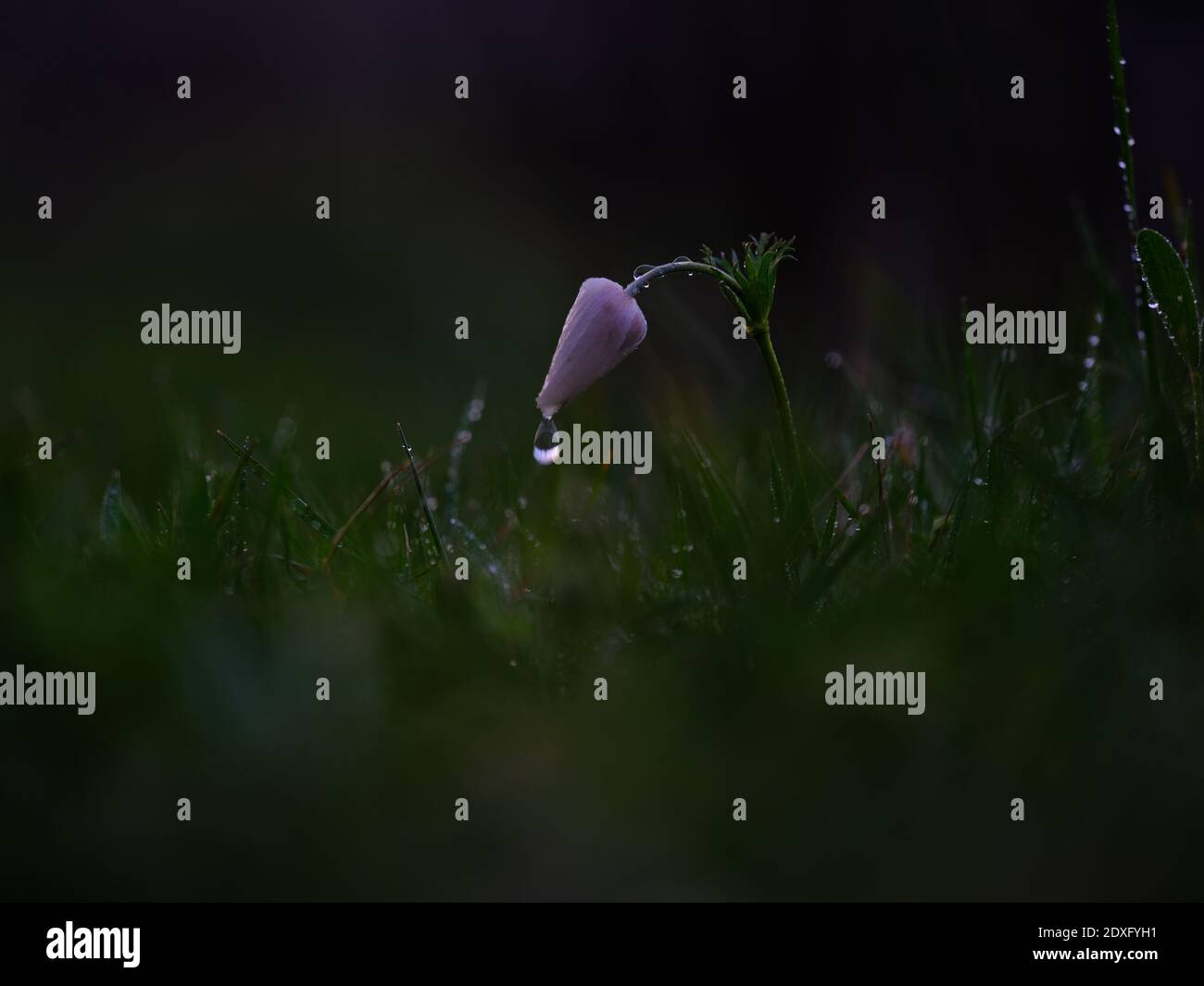 A water drop is falling from a lily flower Stock Photo - Alamy