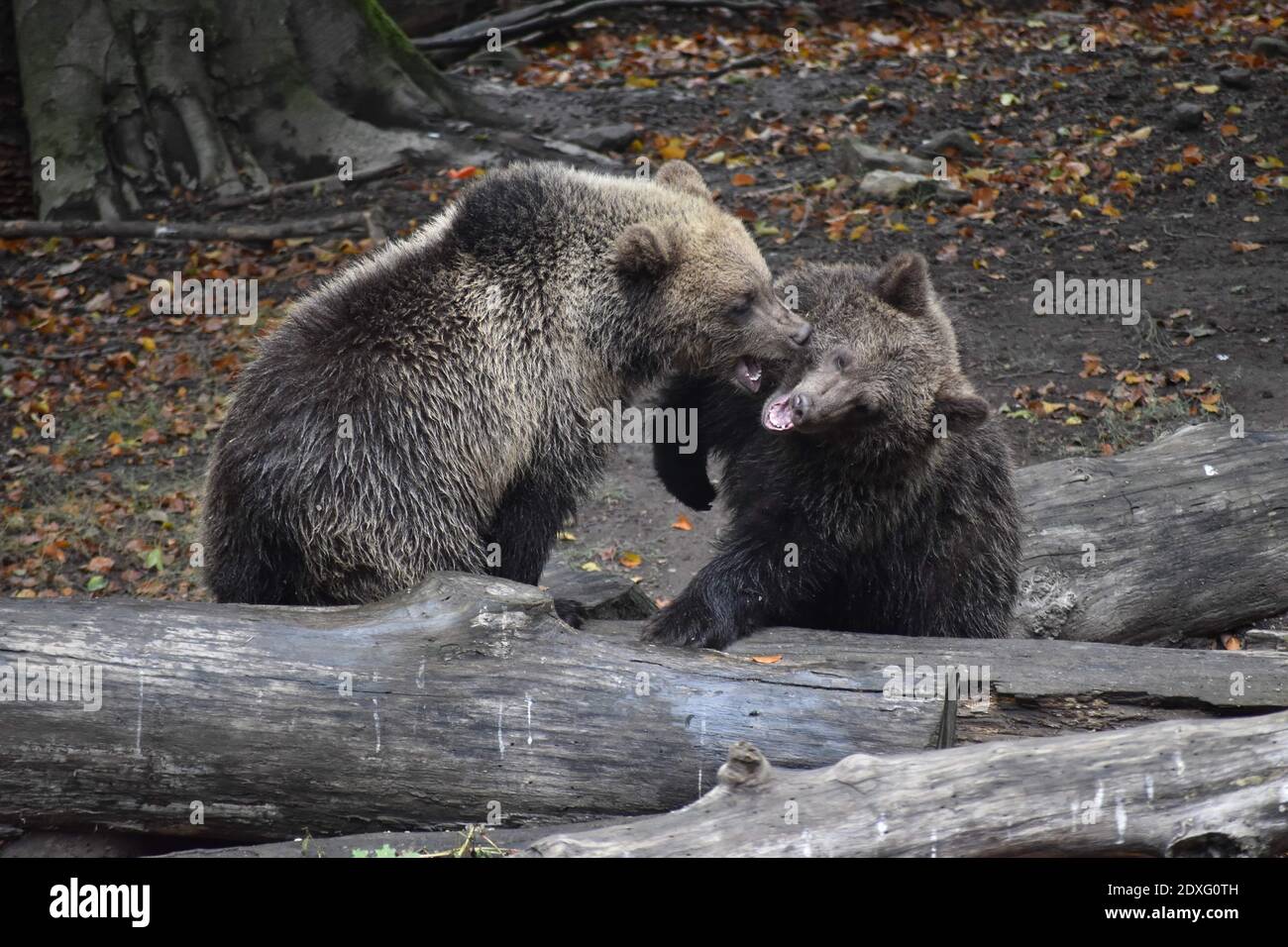 Ducks Eating Wood On Land Stock Photo Alamy