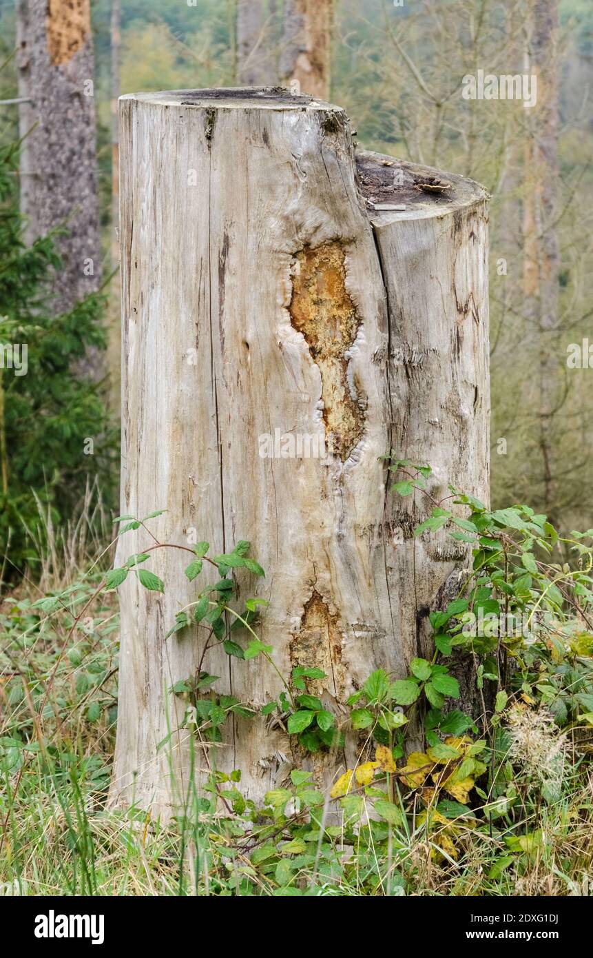 Forest scene with damaged trees, infested by bark beetle (Scolytinae) in Westerwald, Germany, Rhineland-Palatinate, Western Europe Stock Photo