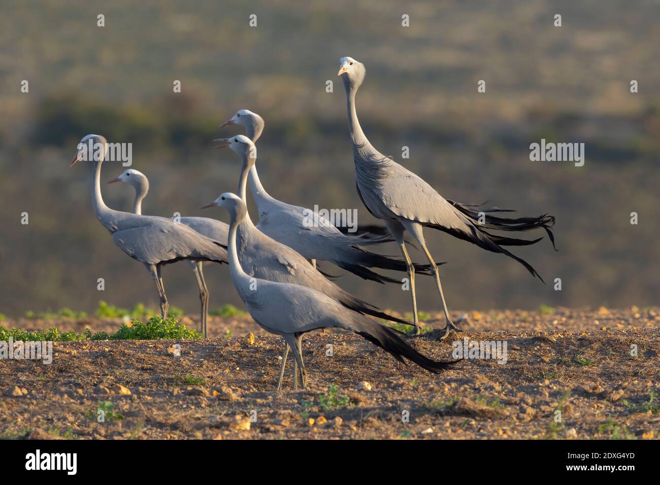 Blue cranes, Overberg, South Africa, December 2018 Stock Photo