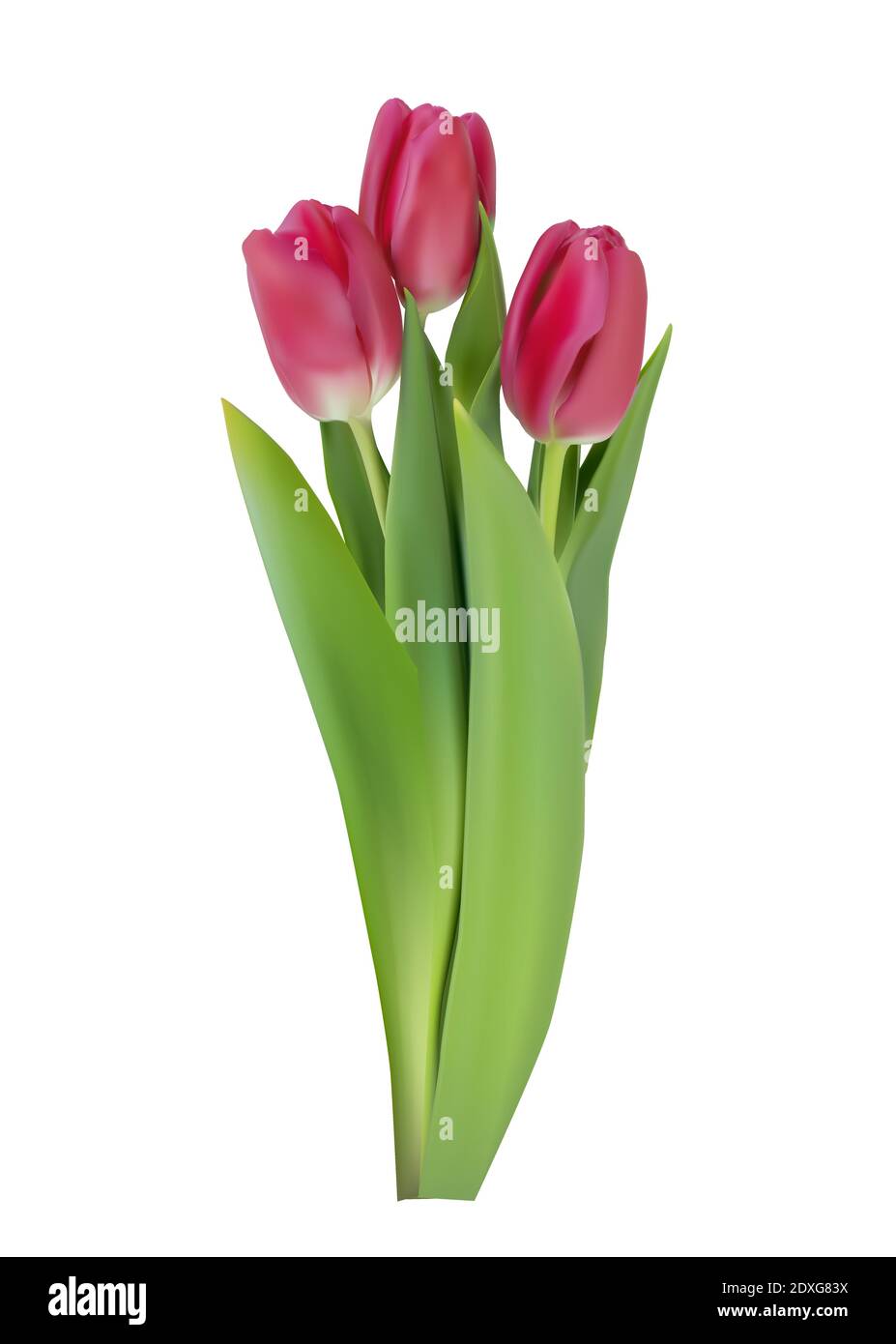 Realistic Tulips Flower Isolated on White Background. Vector ...