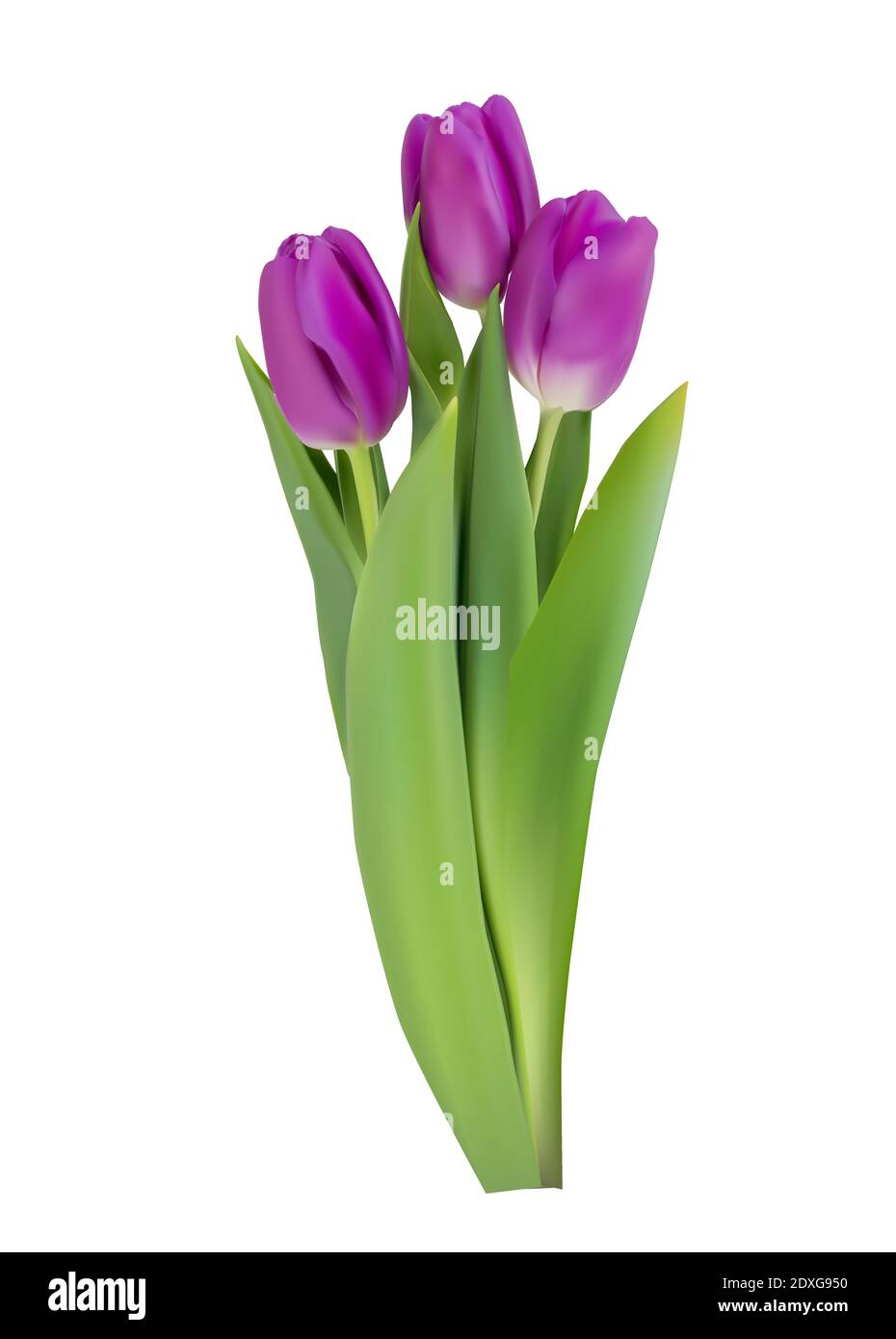 Realistic Tulips Flower Isolated on White Background. Vector ...