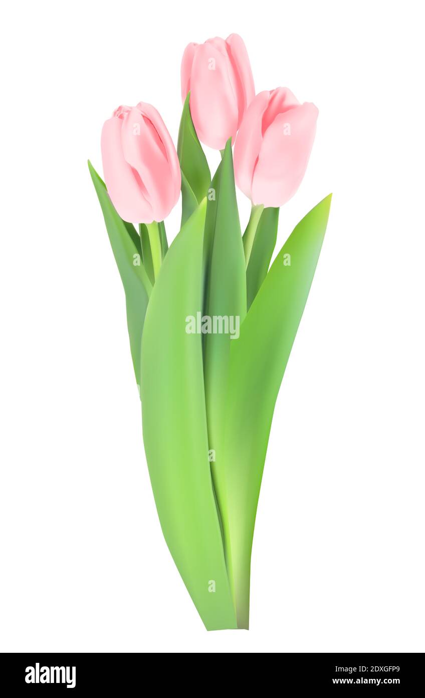 Realistic Tulips Flower Isolated on White Background. Vector ...