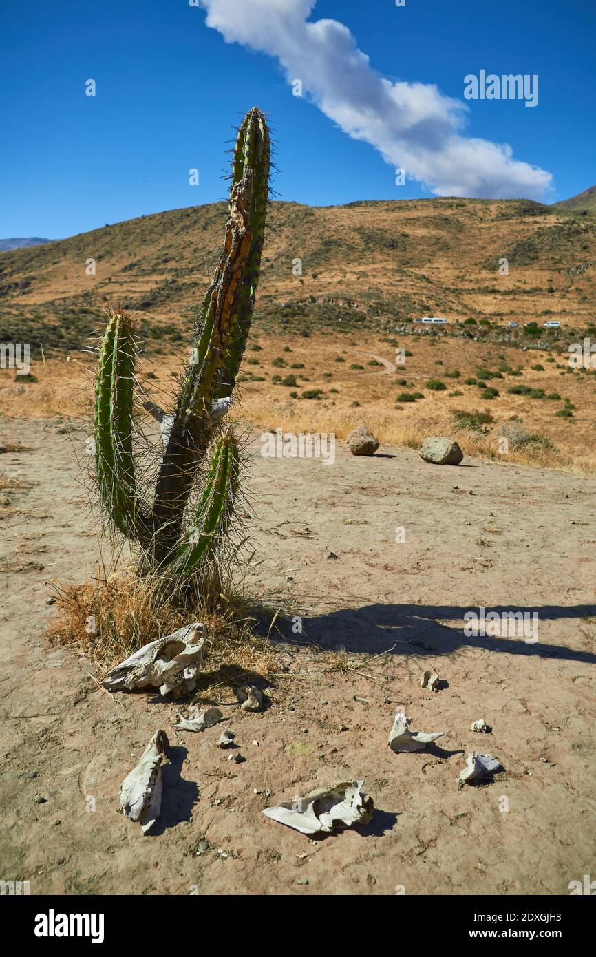 Cactus bones hi-res stock photography and images - Alamy