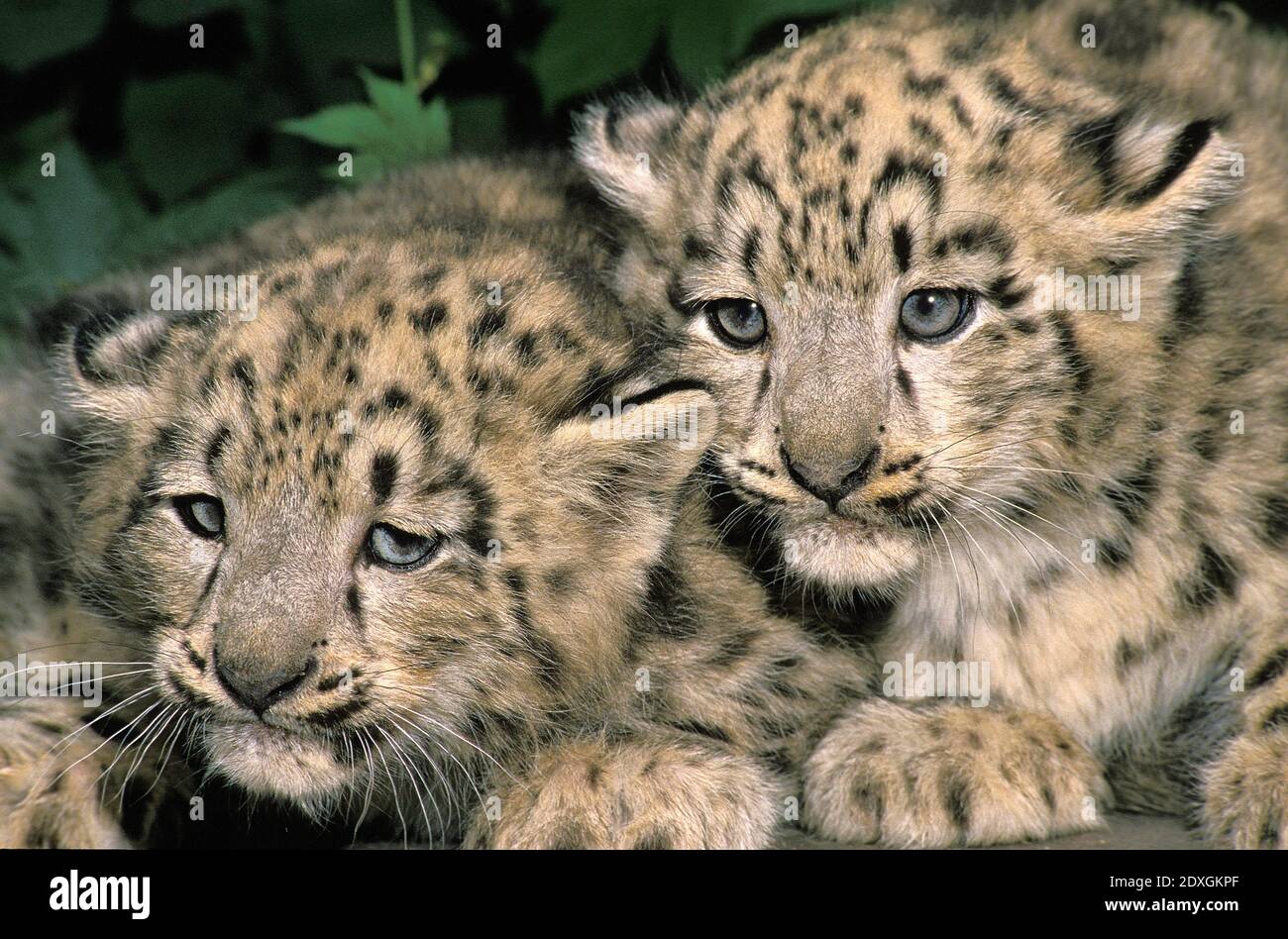Snow Leopard or Ounce, uncia uncia, Cub Stock Photo