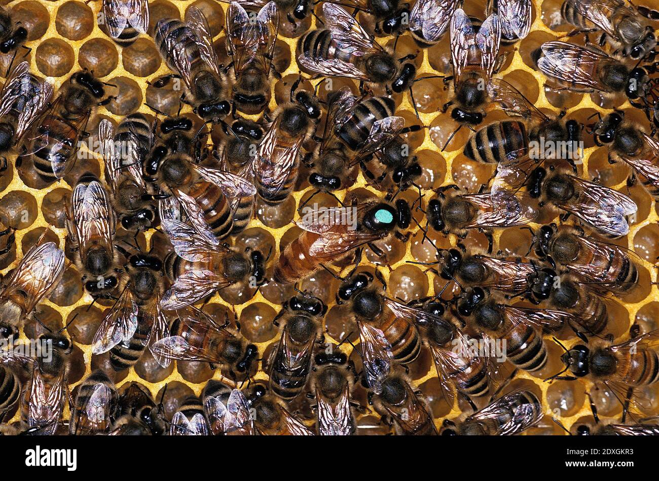 honey-bee-apis-mellifera-hive-with-queen-in-the-middle-stock-photo