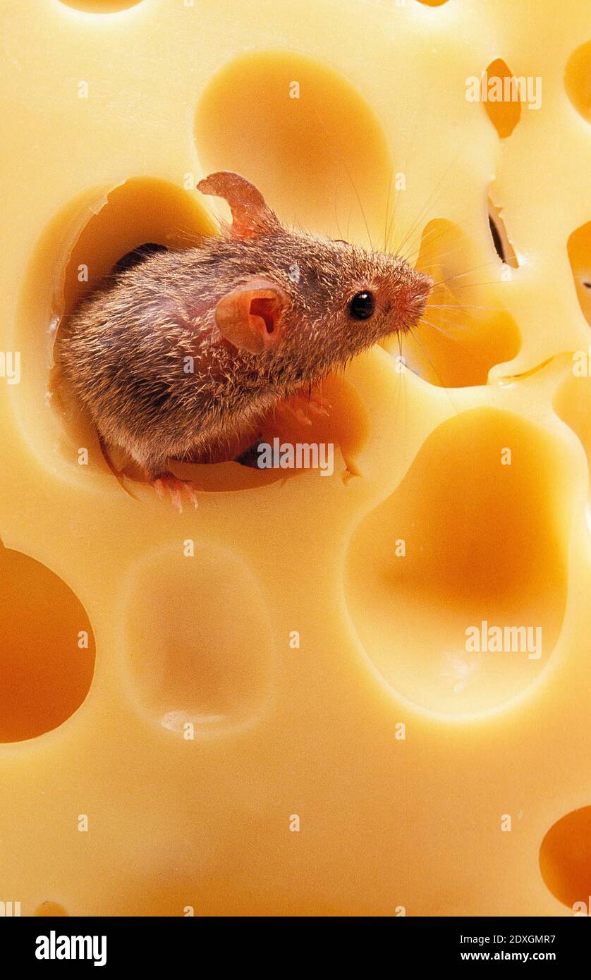 House Mouse, mus musculus, Adult standing inside Cheese Stock Photo Alamy