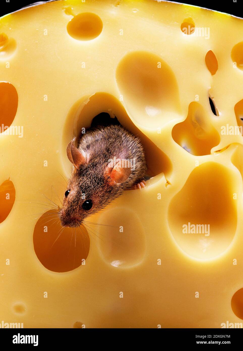 House Mouse, mus musculus, Adult standing inside Cheese Stock Photo Alamy