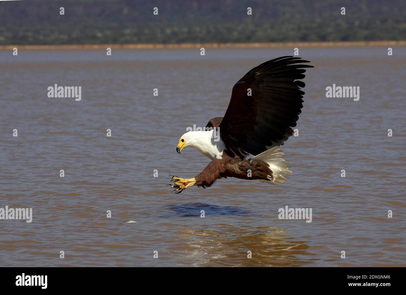 African Fish-Eagle, haliaeetus vocifer, Adult in Flight, Fishing at Baringo Lake, Kenya Stock Photo