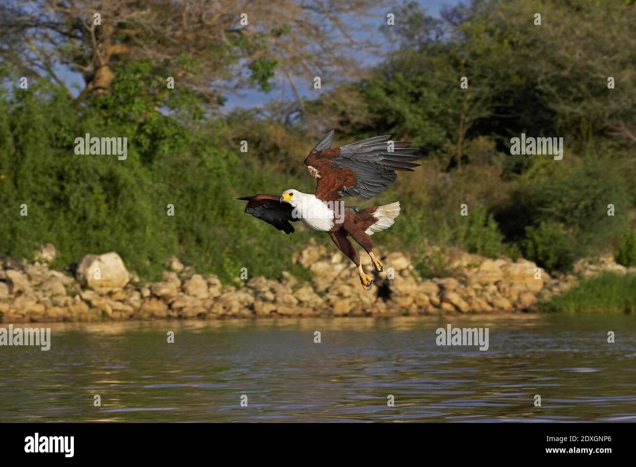 African Fish-Eagle, haliaeetus vocifer, Adult in Flight, Fishing at Baringo Lake, Kenya Stock Photo