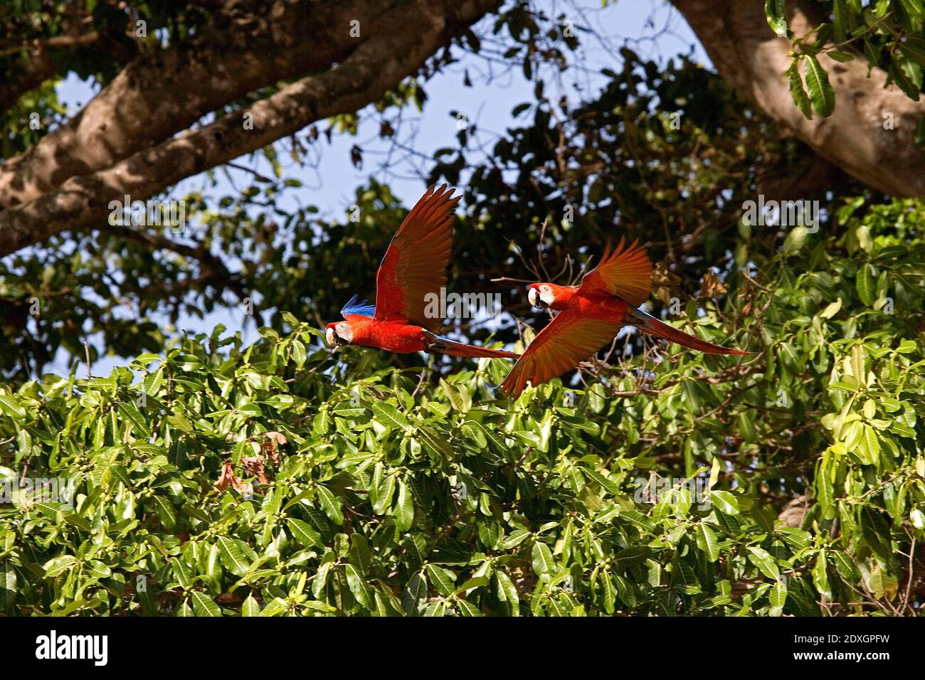 Scarlet Macaw, ara macao, Pair in flight, Los Lianos in Venezuela Stock Photo