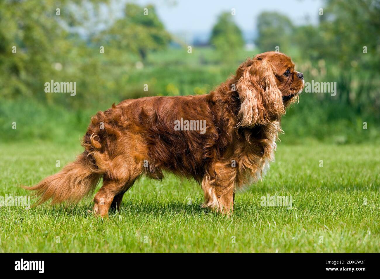 Cavalier King Charles Spaniel, Male standing on Lawn Stock Photo