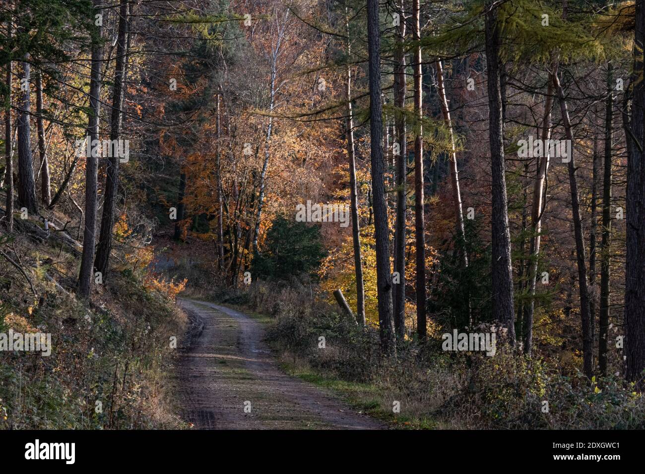 Road Amidst Trees In Forest Stock Photo - Alamy