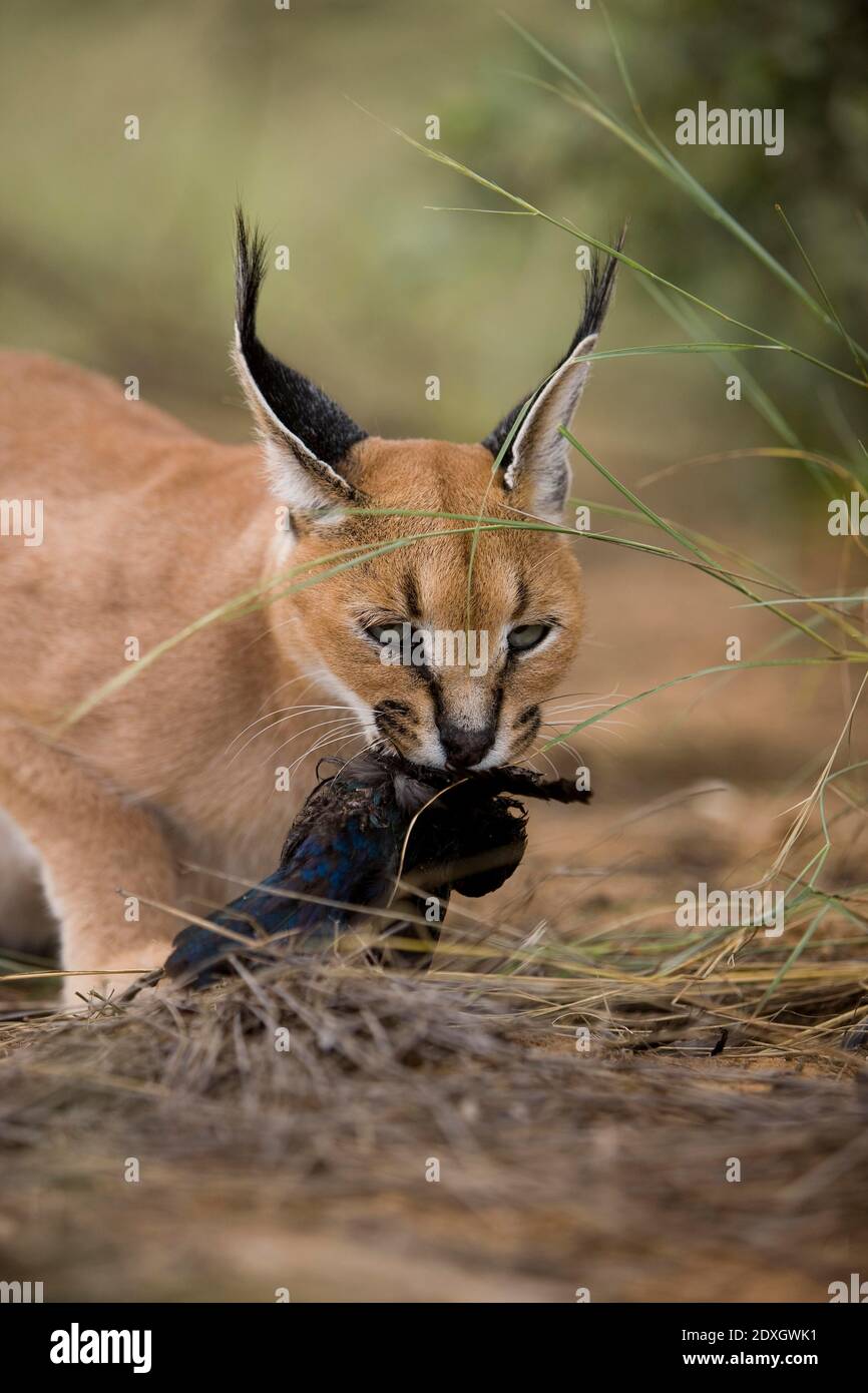 Caracal, caracal caracal, Adult with a Kill, a Cape Glossy Starling, Namibia Stock Photo