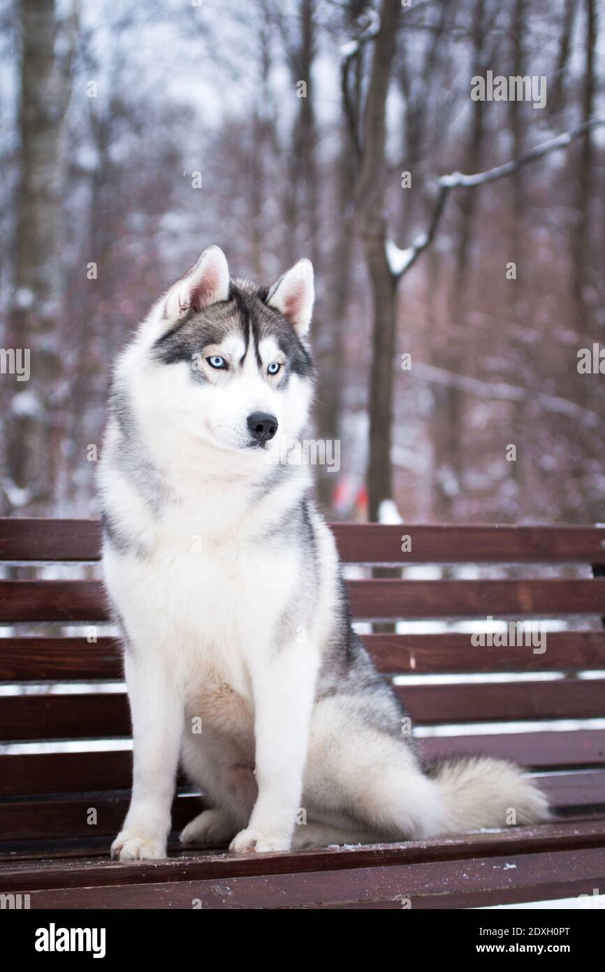 Fluffy hotsell husky breed