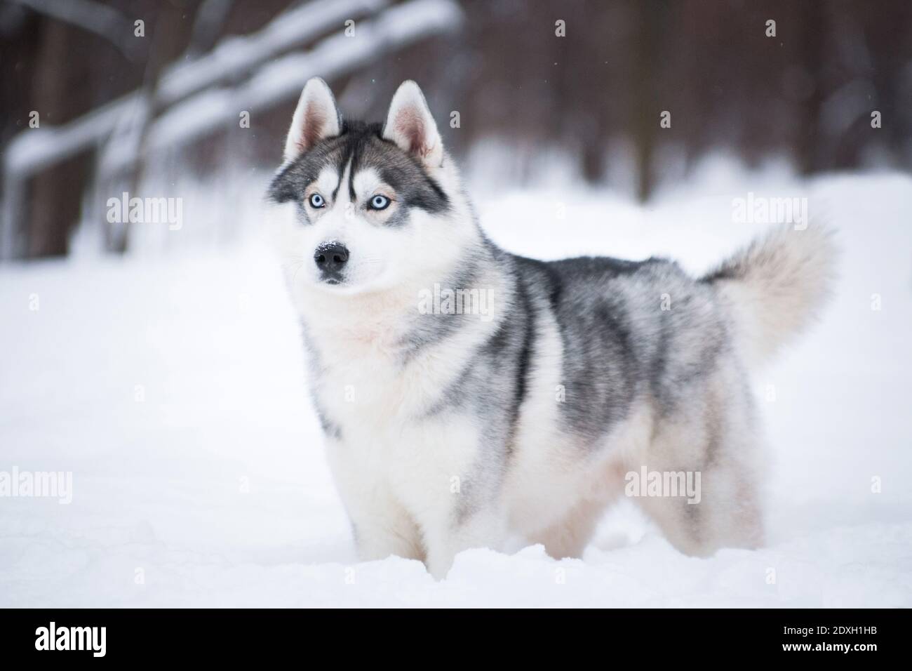 Fluffy hotsell husky breed