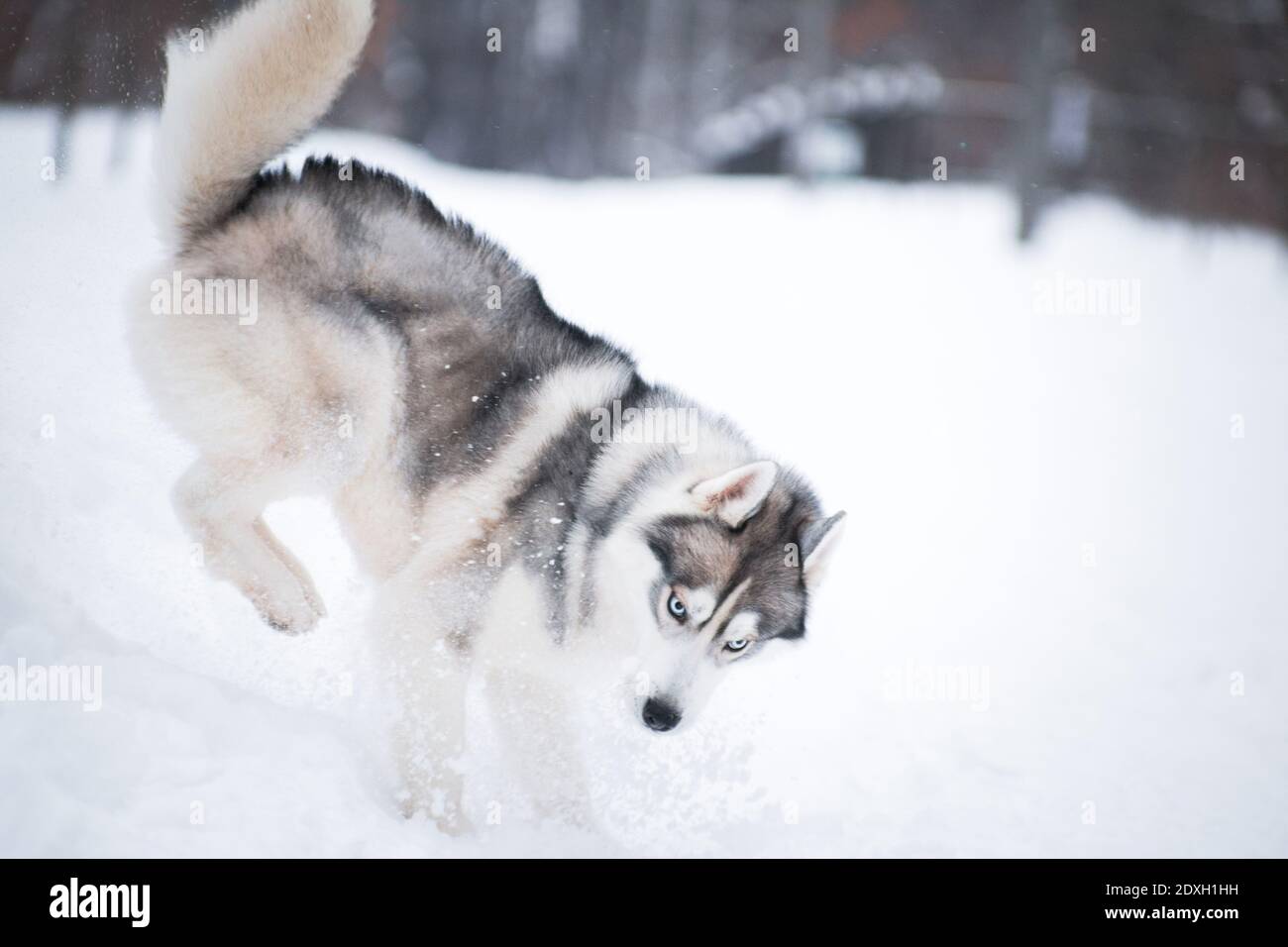 The graywhite blueeyed fluffy dog of the Siberian Husky breed funny