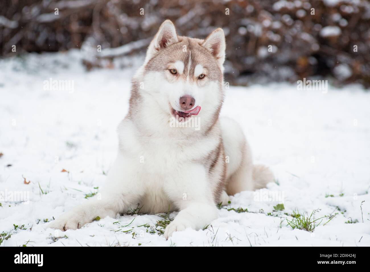 The red-white color dog of the Siberian Husky breed lies and licks its  tongue in the winter on snow outdoors Stock Photo - Alamy