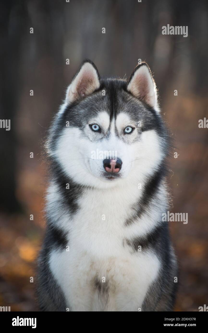 husky large breed