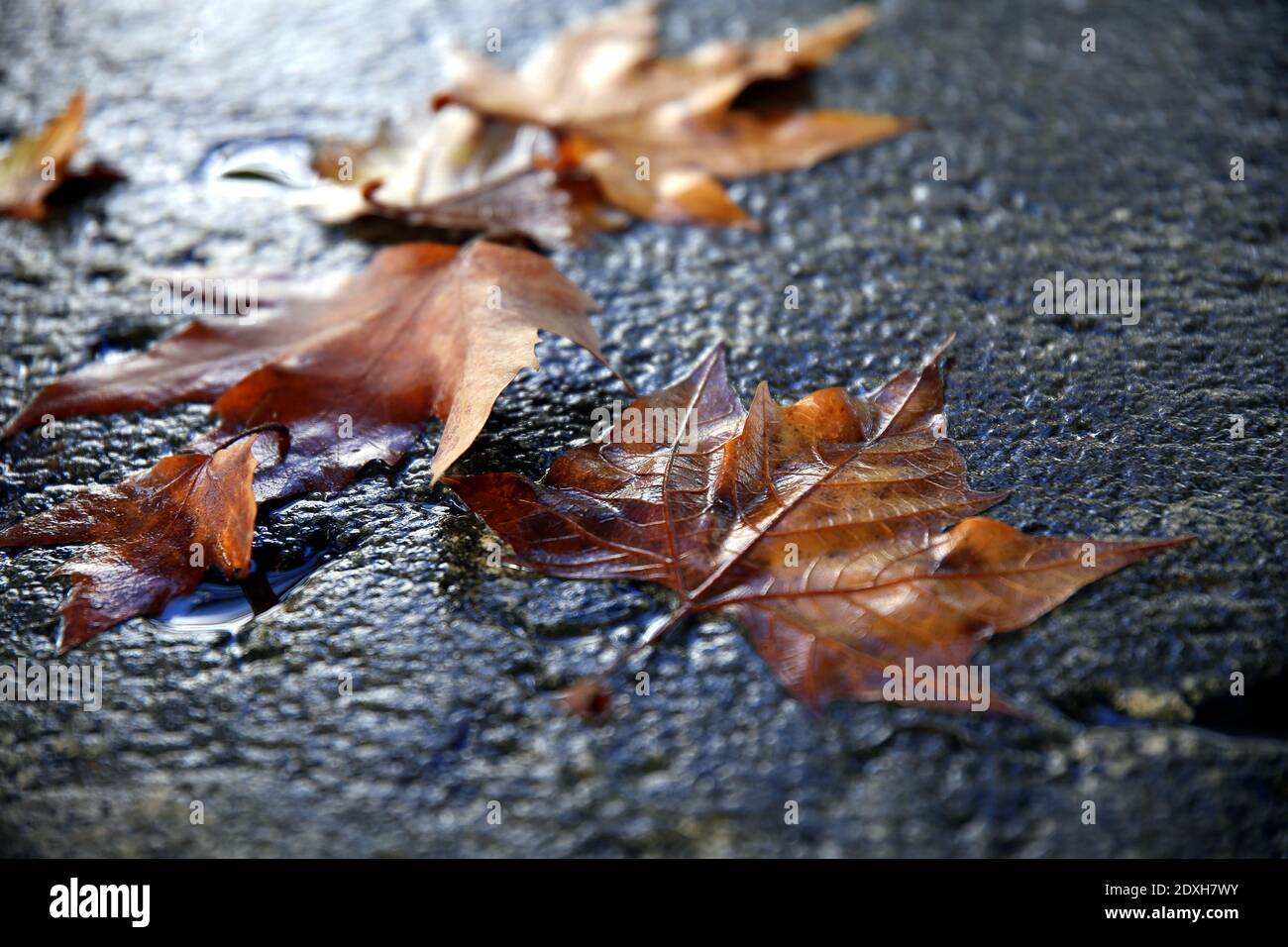 Dry Leaves Wet From The Rain, On A Dark Background Stock Photo - Alamy