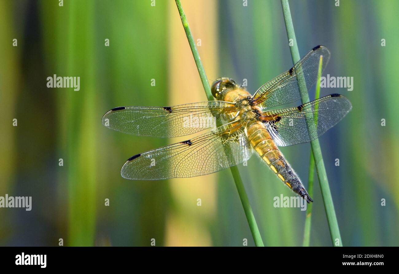 Four Spotted Libellula or four spotted chaser dragonfly perched on grass. Stock Photo
