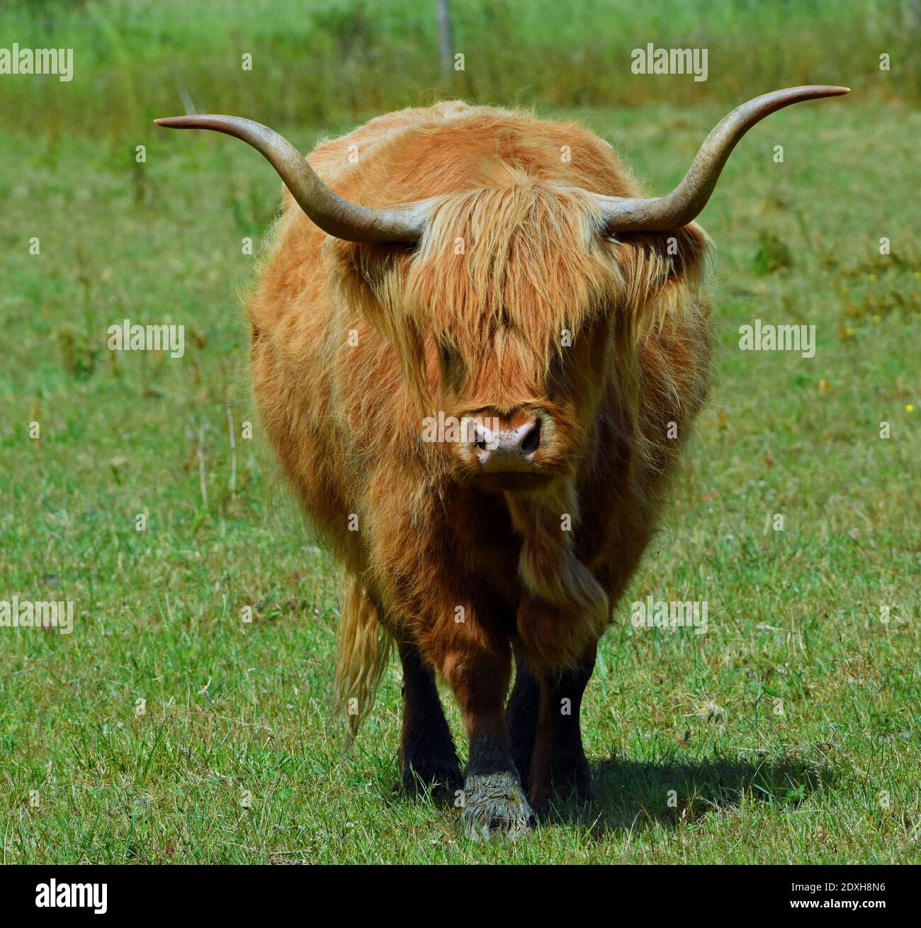 Highland cow close hires stock photography and images Alamy