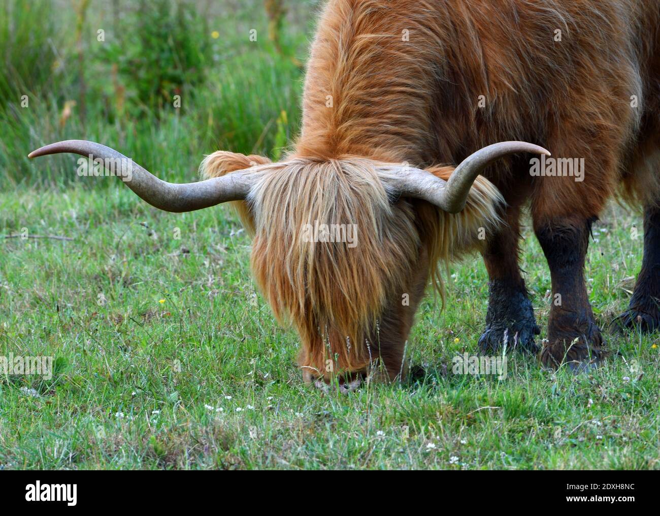 Highland Cow feeding on grass close up green field background Stock