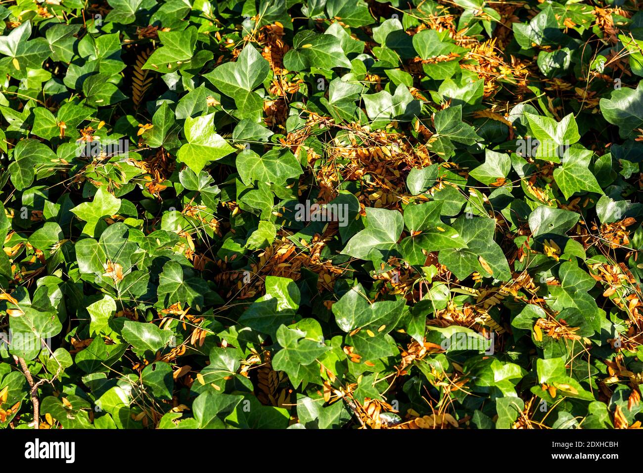 Ivy ground cover hires stock photography and images Alamy