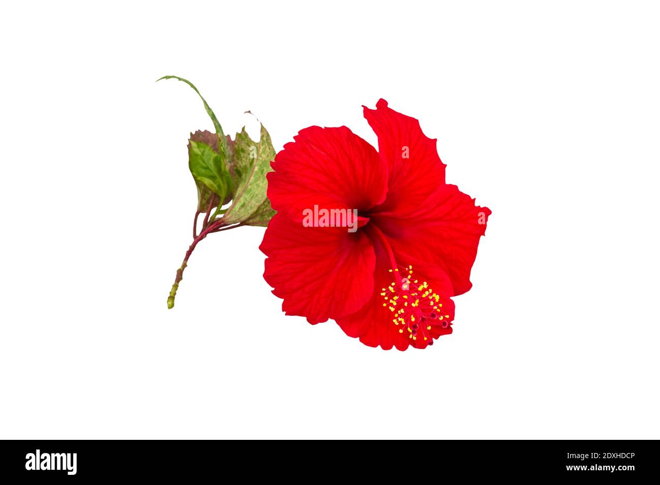 Macro of red China Rose flower (Chinese hibiscus flower, Hibiscus rosa