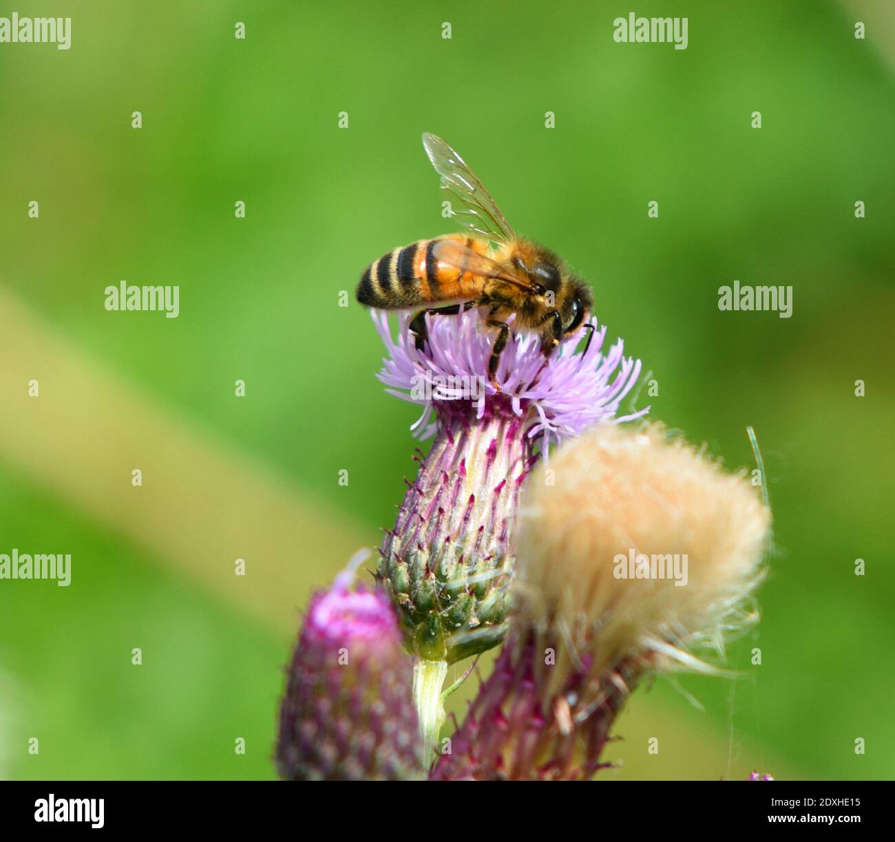 Single isolated Honeybee  on  Thistle Flower out of focus background. Stock Photo