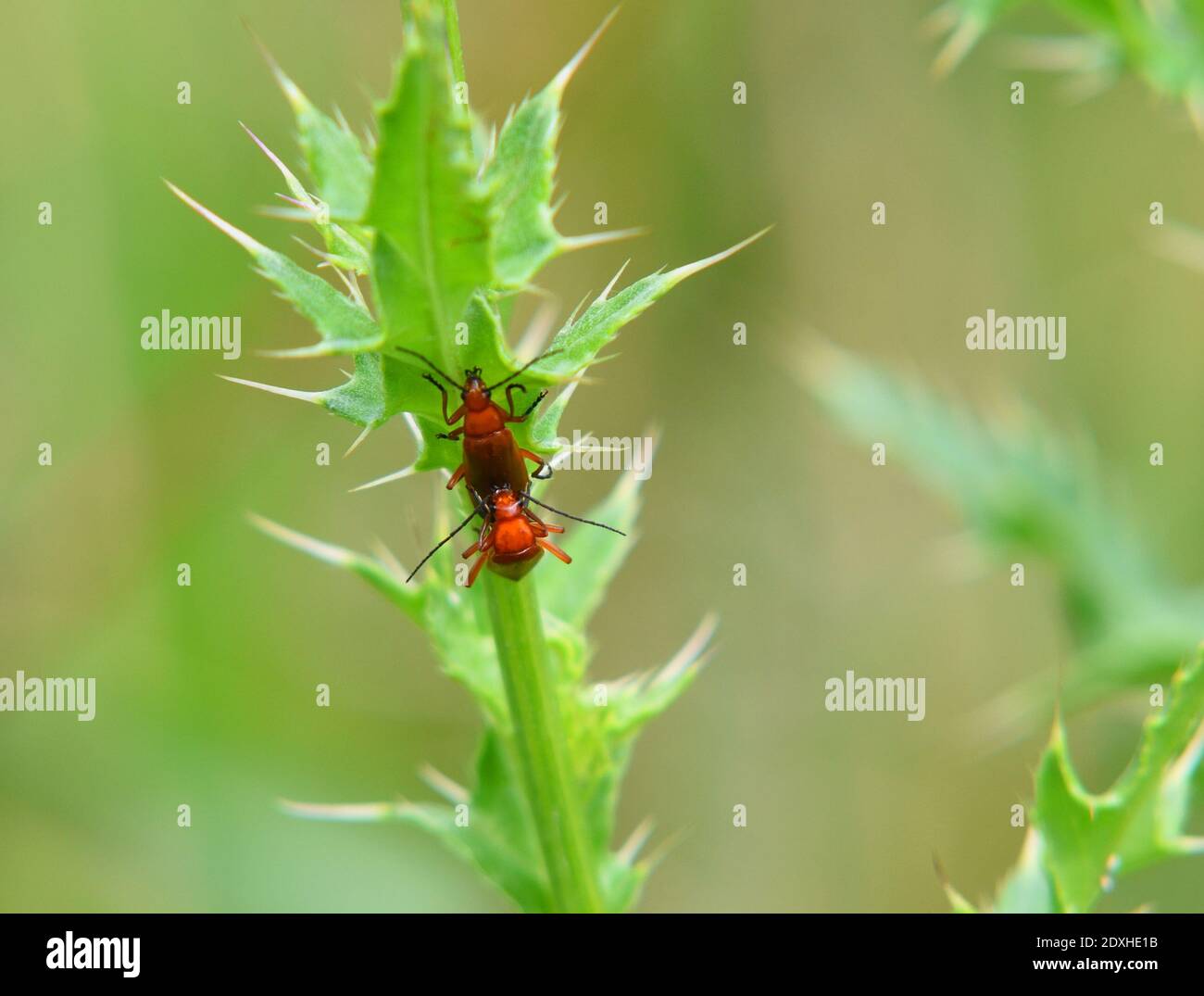 Red - headed cardinal beetles mating on plant Stock Photo