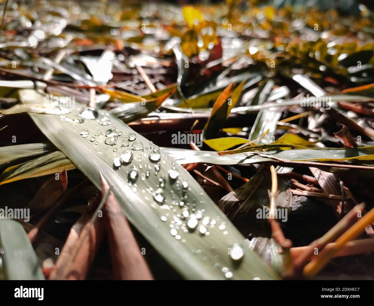 High Angle View Of Raindrops On Leaves Stock Photo