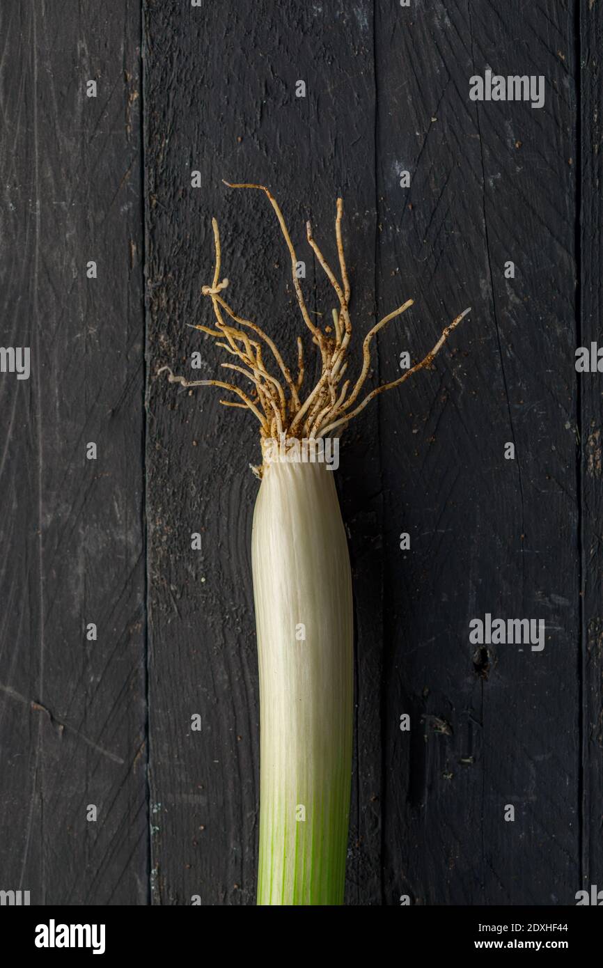 Sponsali, a Species of Leek from Apulia, Italy, on Black Wooden Table Stock Photo