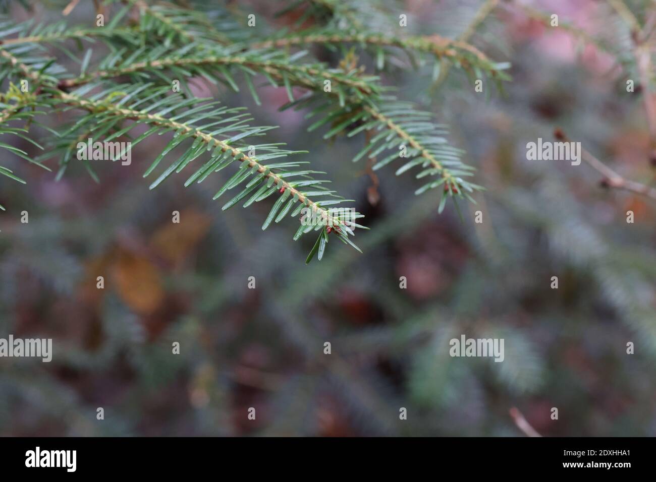 Fluffy green spruce branches in the forest. Stock Photo
