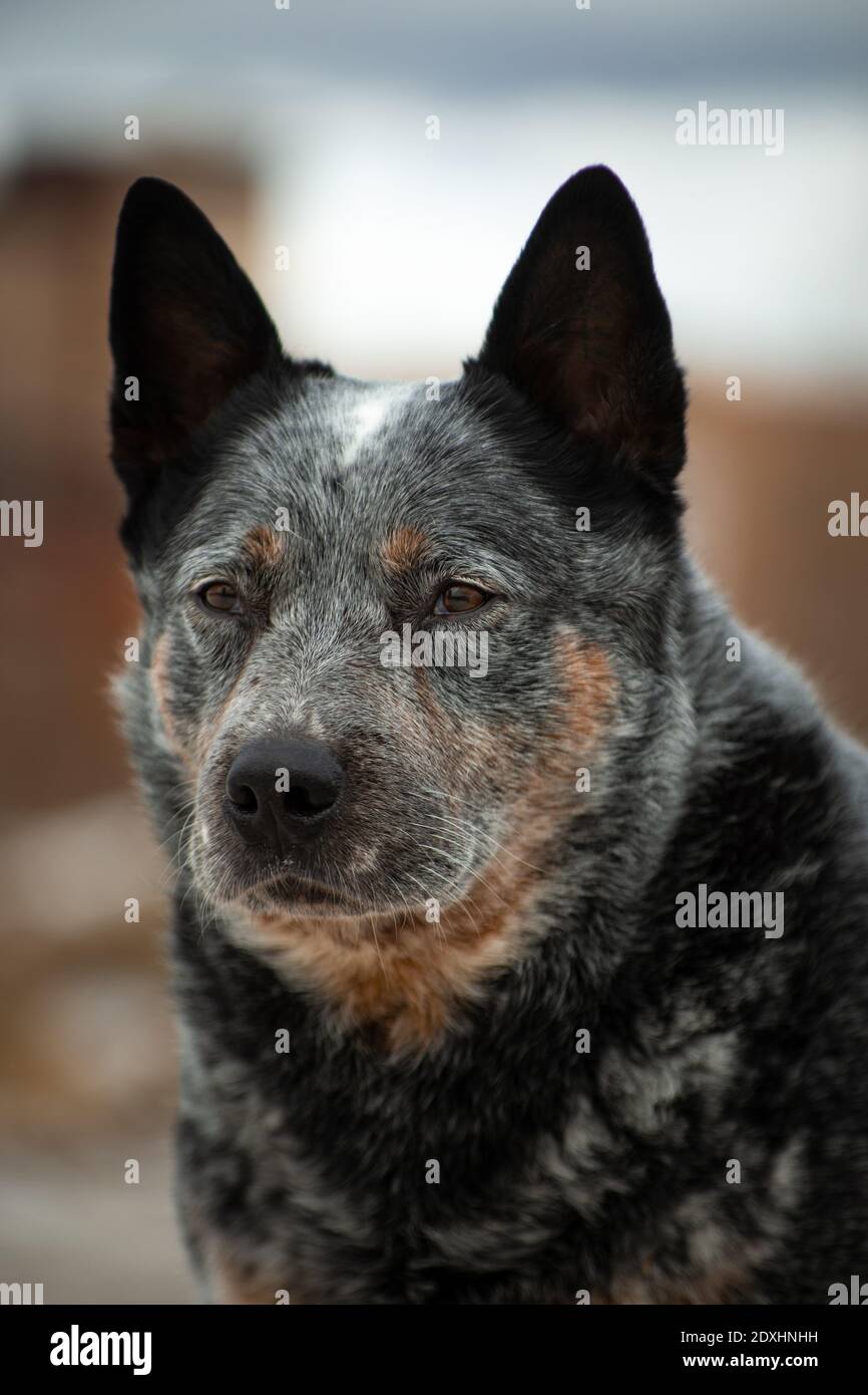 Portrait of a gray with red in white dots large dog breed Australian ...