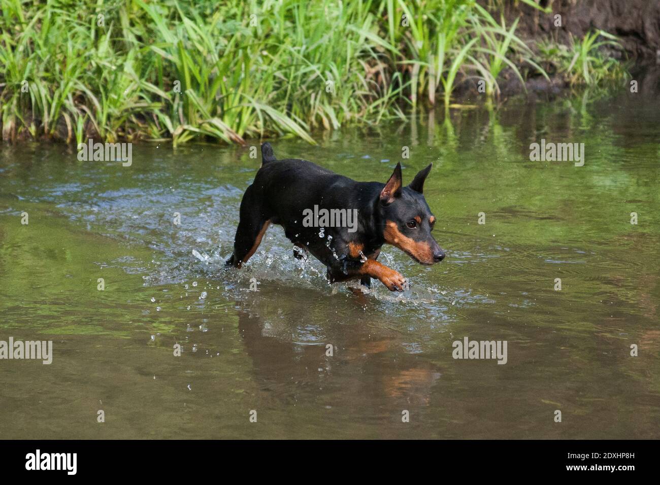 black and tan miniature pinscher
