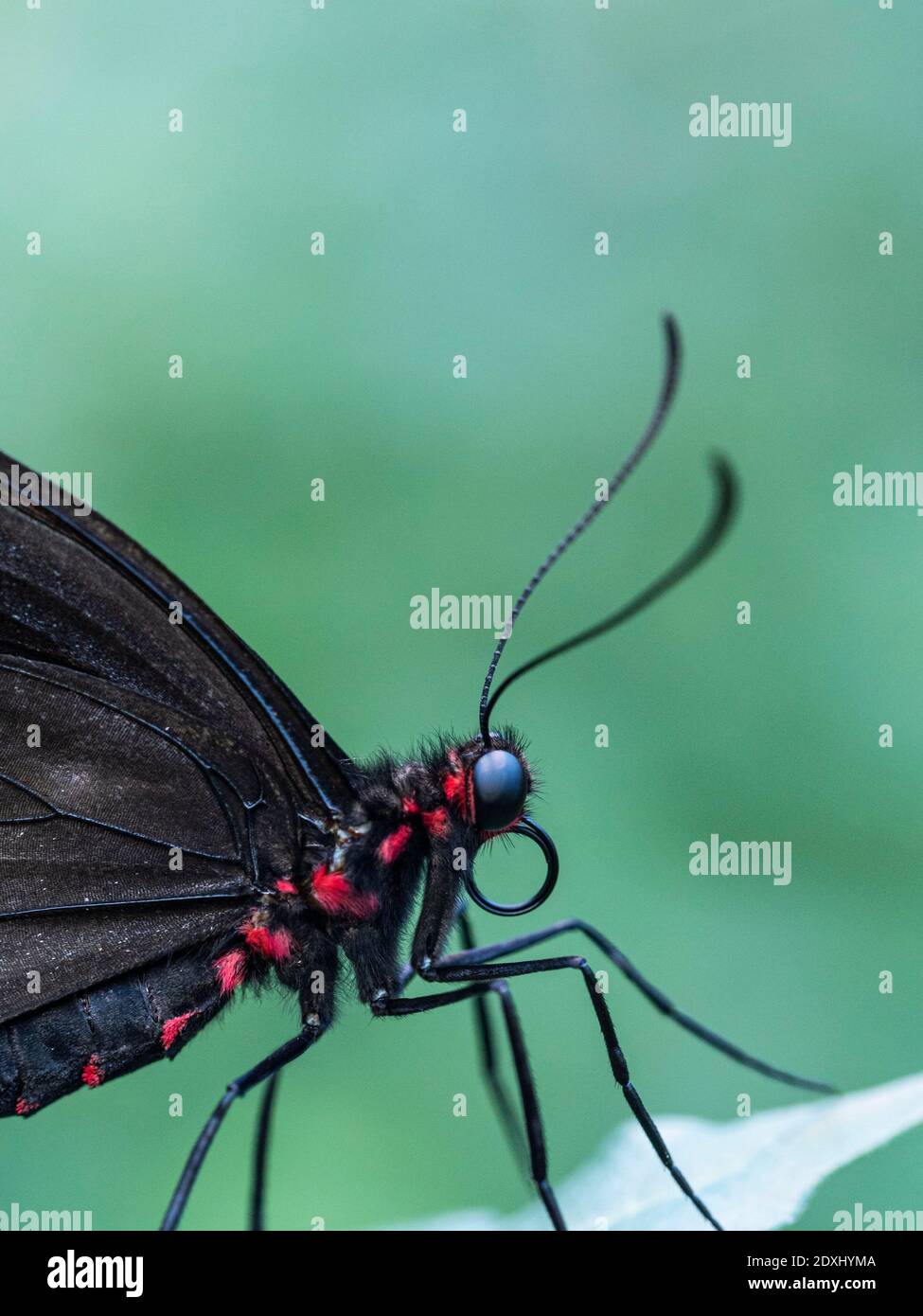 Butterfly with eye markings hires stock photography and images Alamy