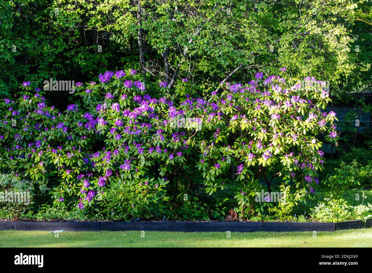 Grandiflorum' Catawba Rhododendron, Catawba-rododendron (Rhododendron  catawbiense Stock Photo - Alamy