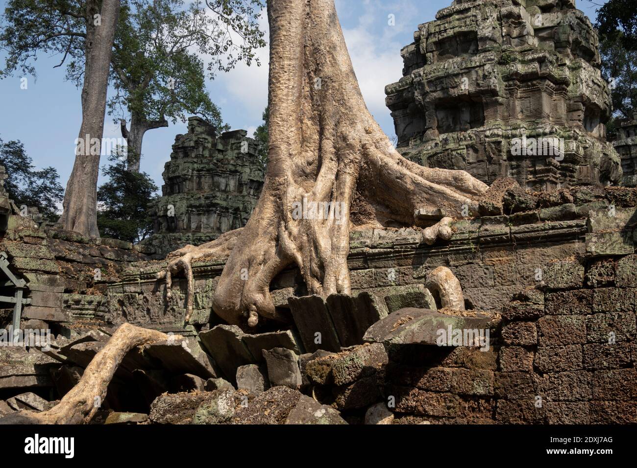 Tree roots growing through the stone walls of the Angkor Wat temples Stock Photo