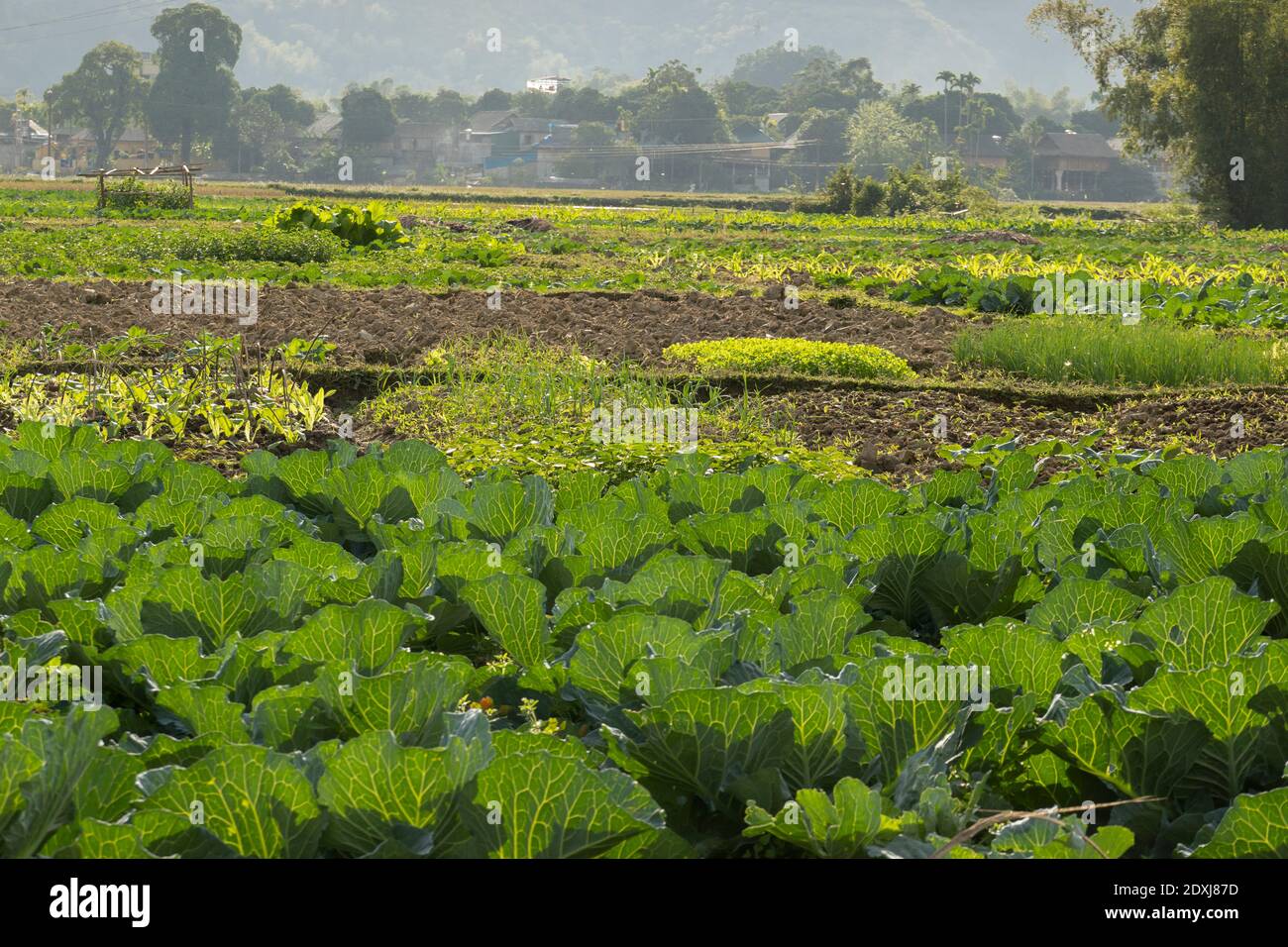 Rows of cabbages on a farm Stock Photo