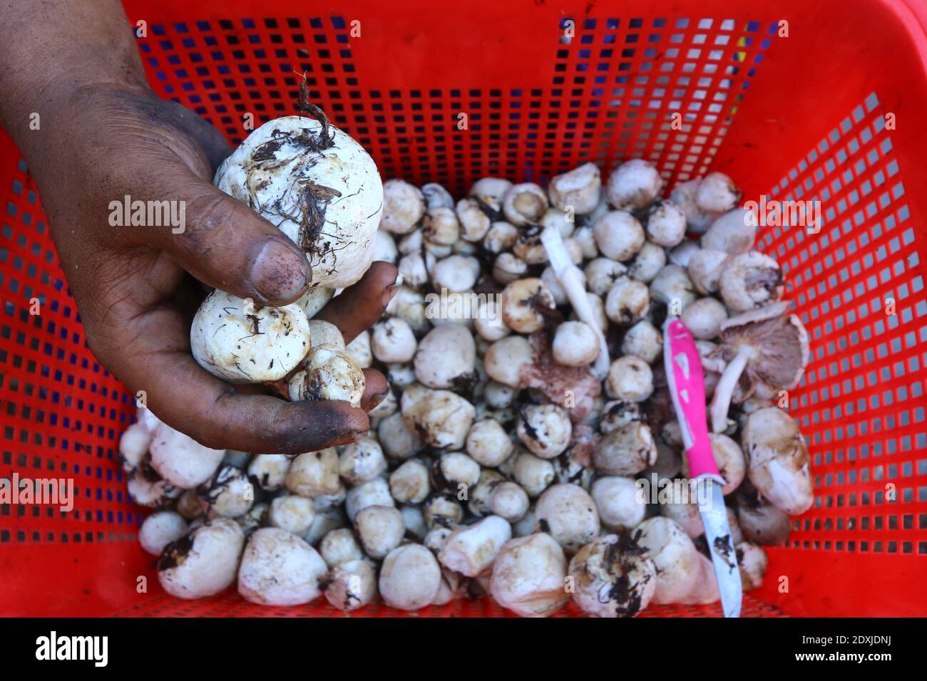 Farmers harvest edible mushrooms. Mushroom cultivation in Indonesia is ...