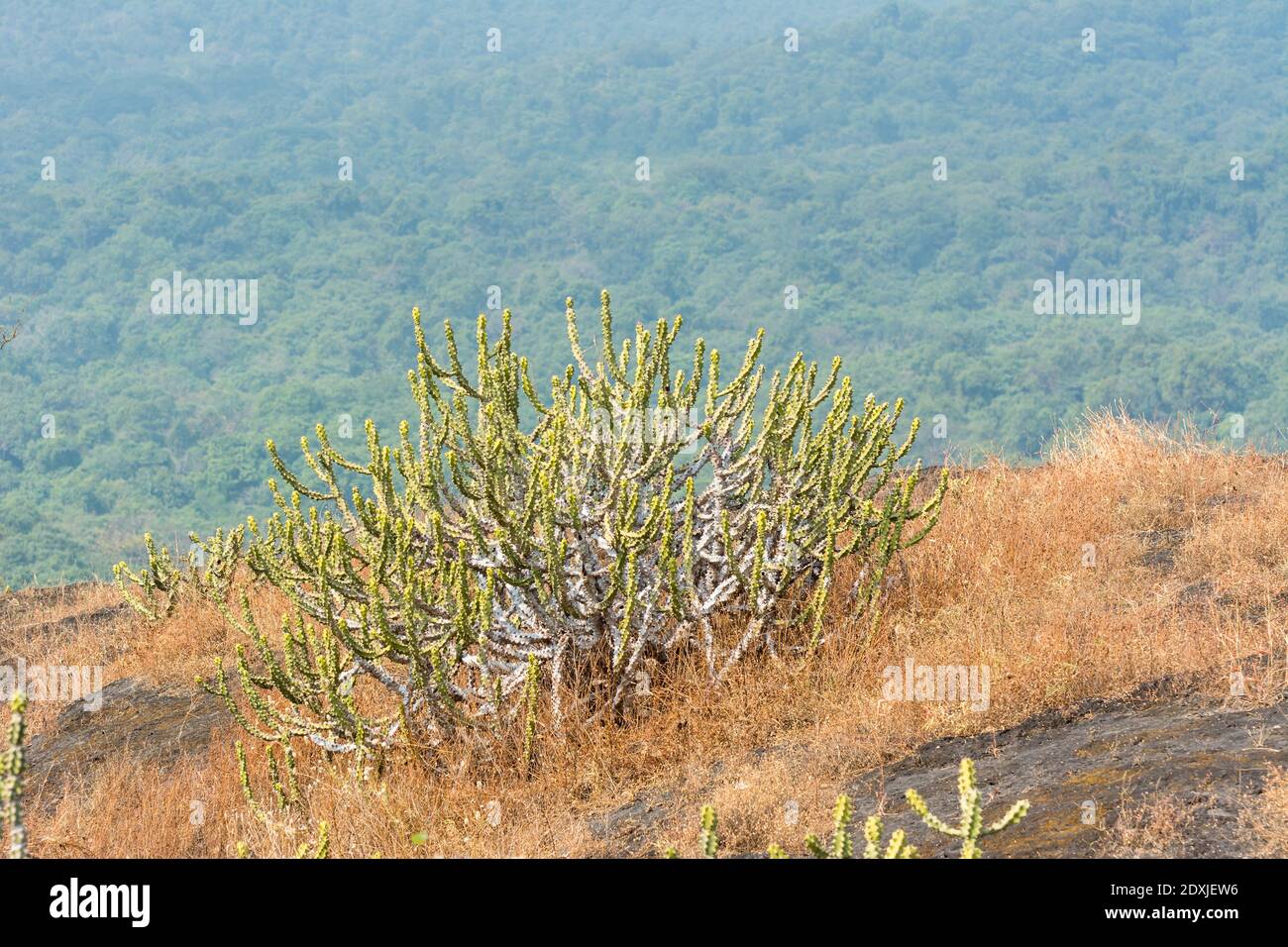 Dry grass with green cacti in autumn on the top of mountains with black  rock land forms of Sanjay Gandhi National Park, Mumbai, India Stock Photo -  Alamy