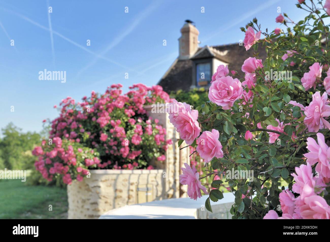 beautiful pink rose blooming on the fence of a garden Stock Photo - Alamy