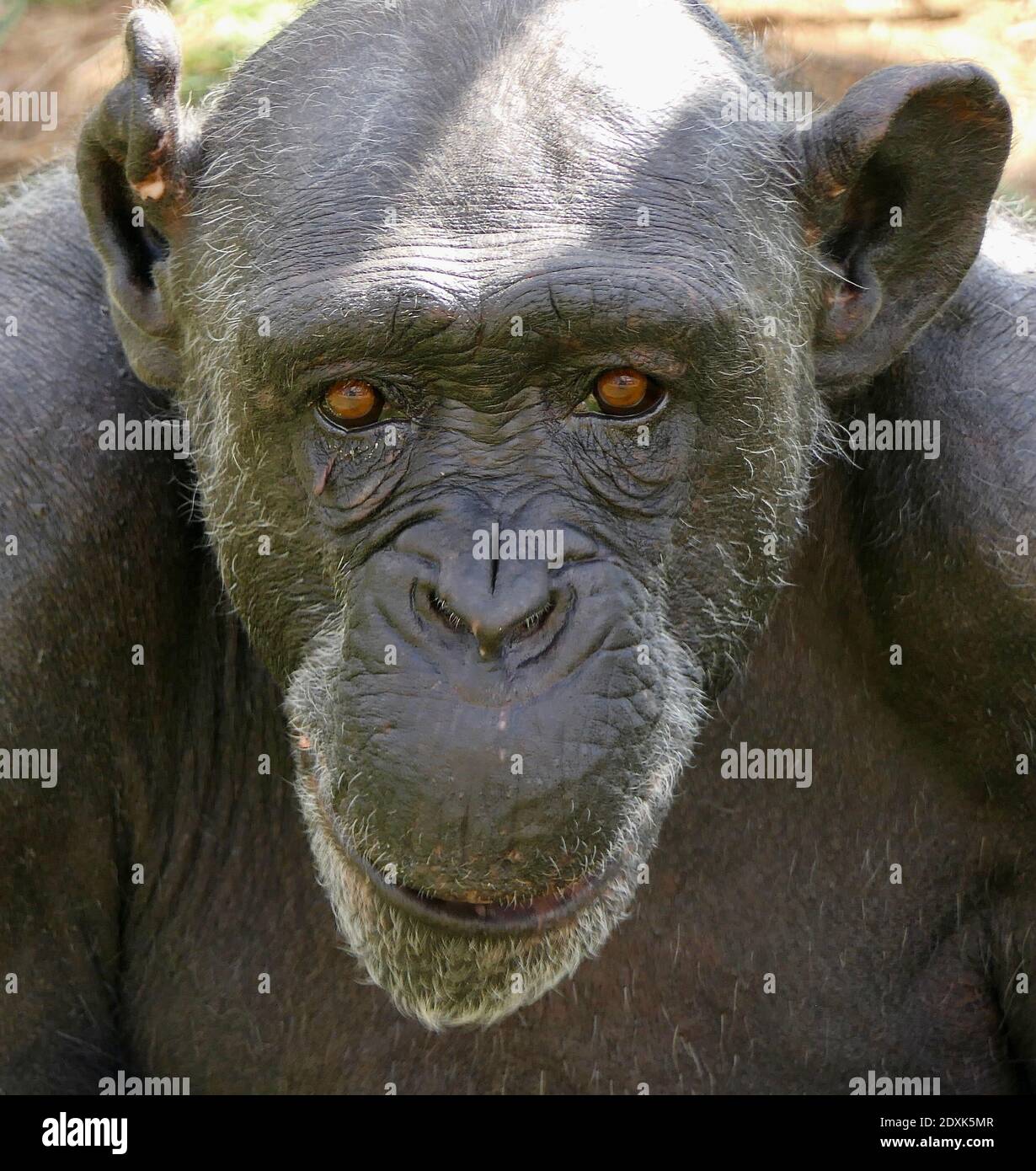 Close-up Portrait Of A Monkey Chimpanzee Stock Photo