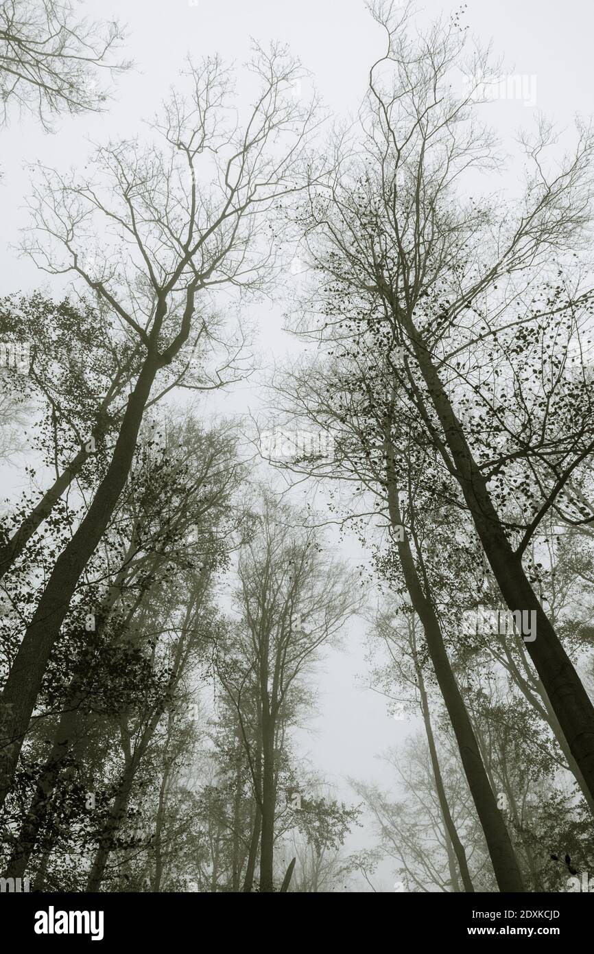 Beech trees in black and white hi-res stock photography and images - Alamy