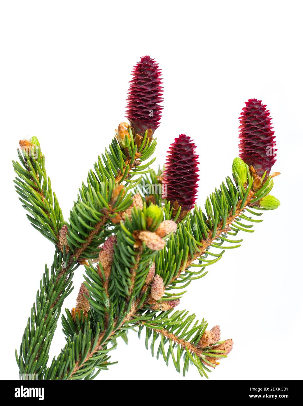 spruce (picea) young red cones isolated on white background Stock Photo