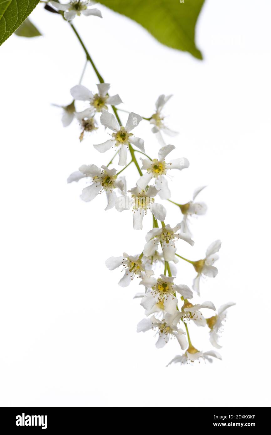 hackberry (prunus padus) isolated on white background Stock Photo
